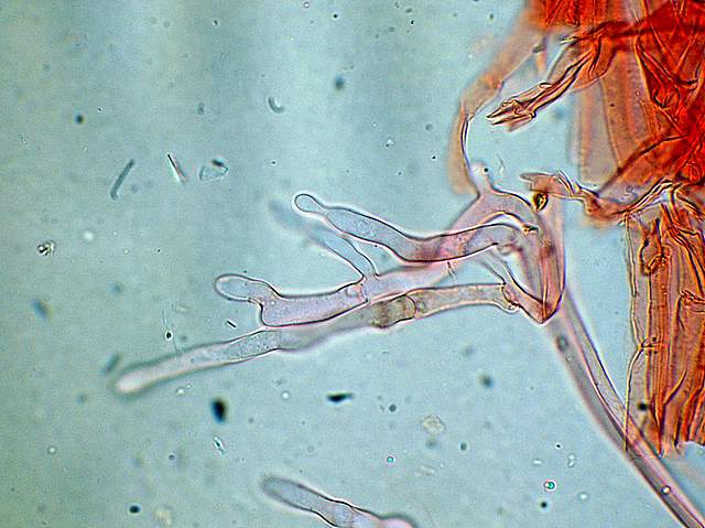 Galerina spec. Cod.: 0947-07